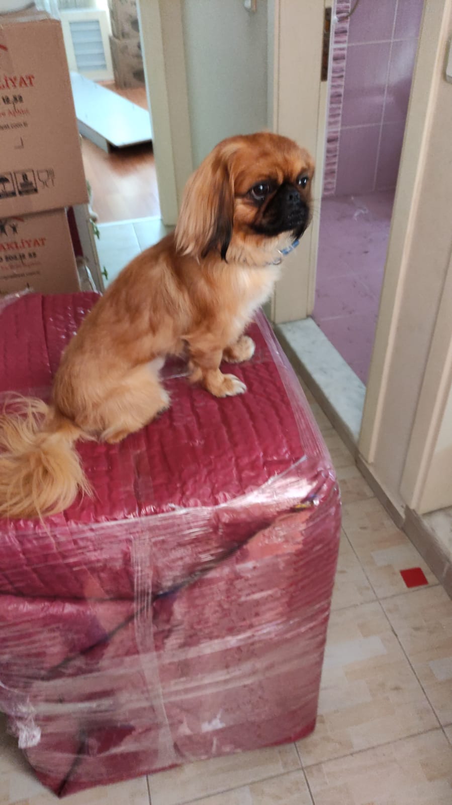 Mobilya ve Beyaz Eşya Taşımacılığı Rehberi